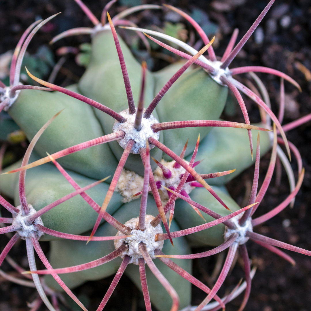 Devil's Tongue Cactus (Ferocactus latispinus) close-up showing wide flat red spines — Phoenix, AZ