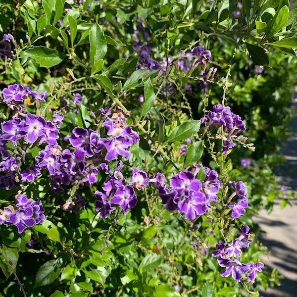 Duranta (Duranta erecta) multi-trunk shrub with purple flower clusters — Phoenix, AZ