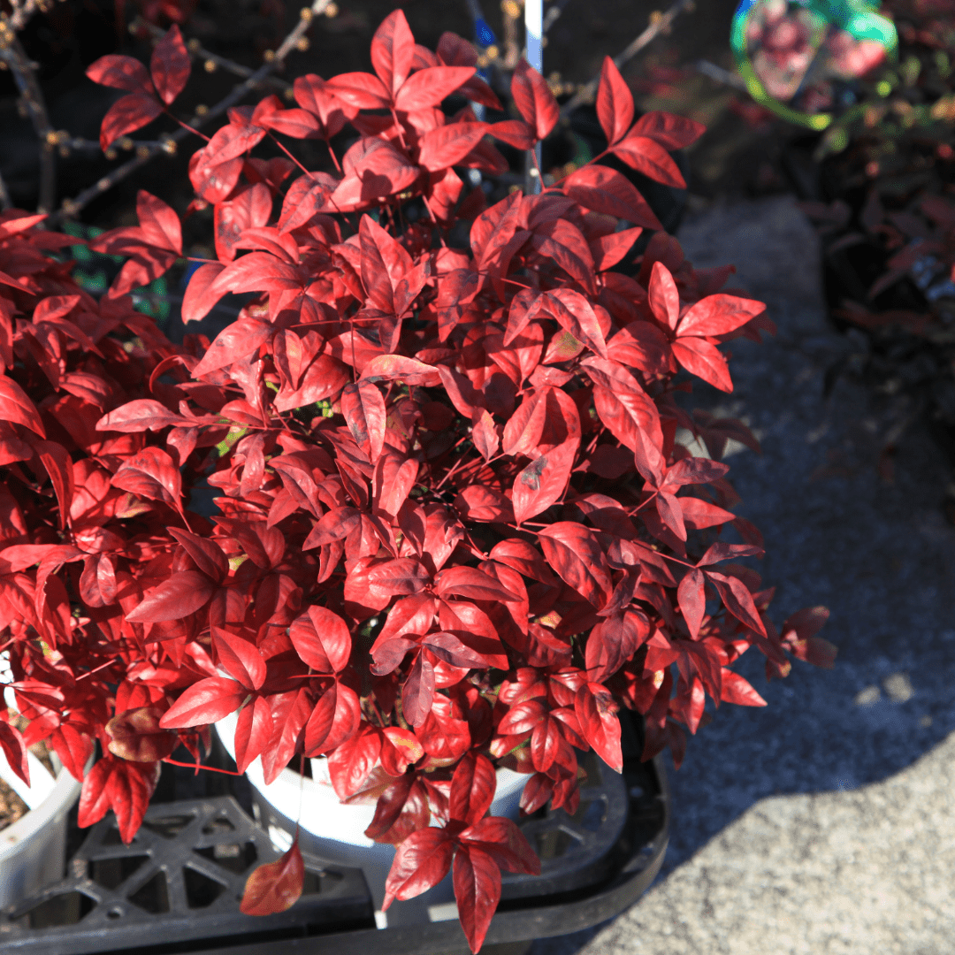 Dwarf Heavenly Bamboo (Nandina domestica) with red and green foliage — Phoenix, AZ