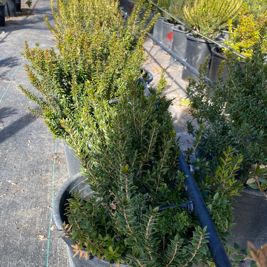 Dwarf Myrtle