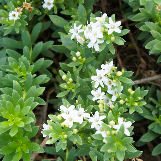 Dwarf Myrtle