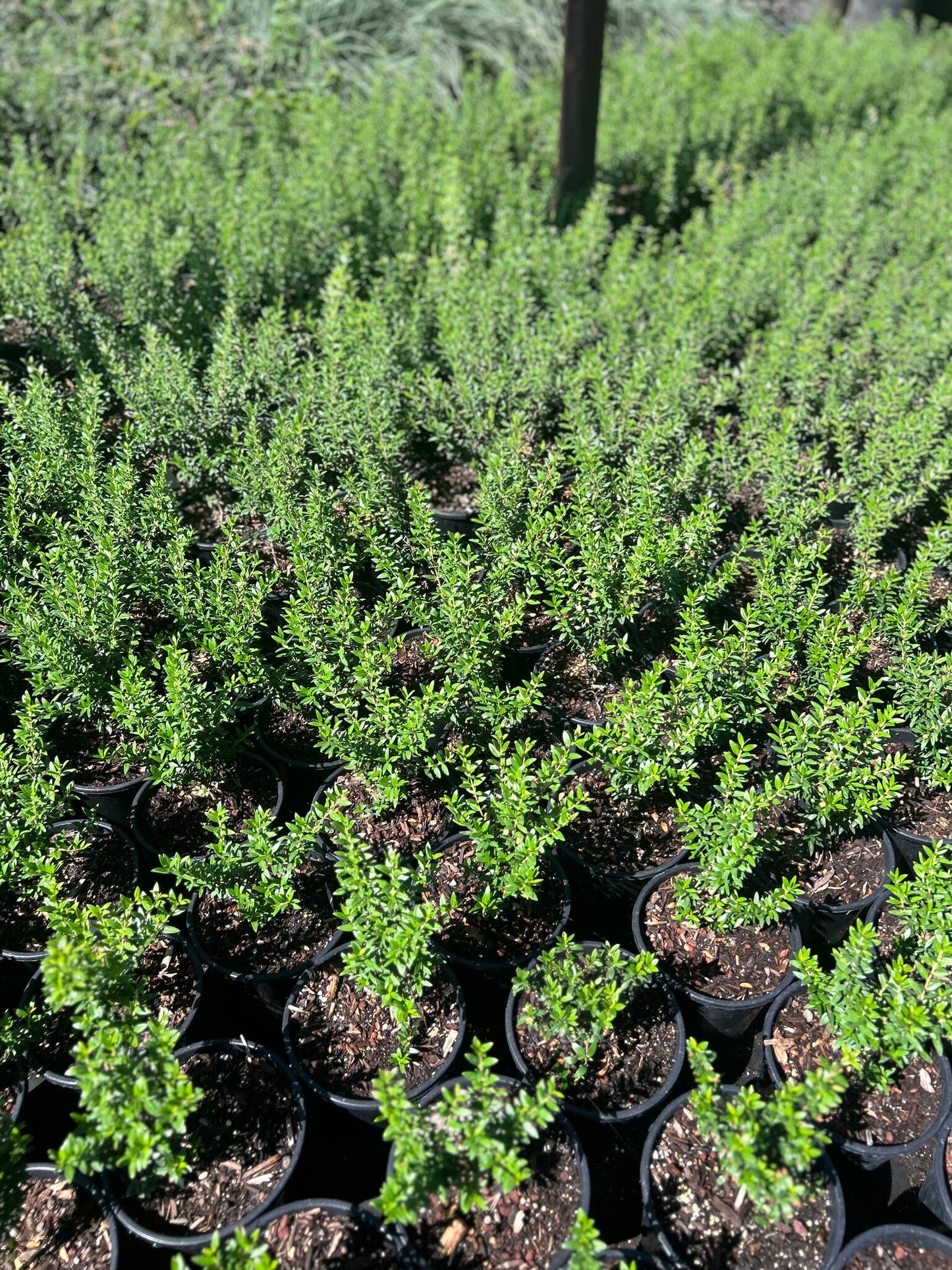 Dwarf Myrtle