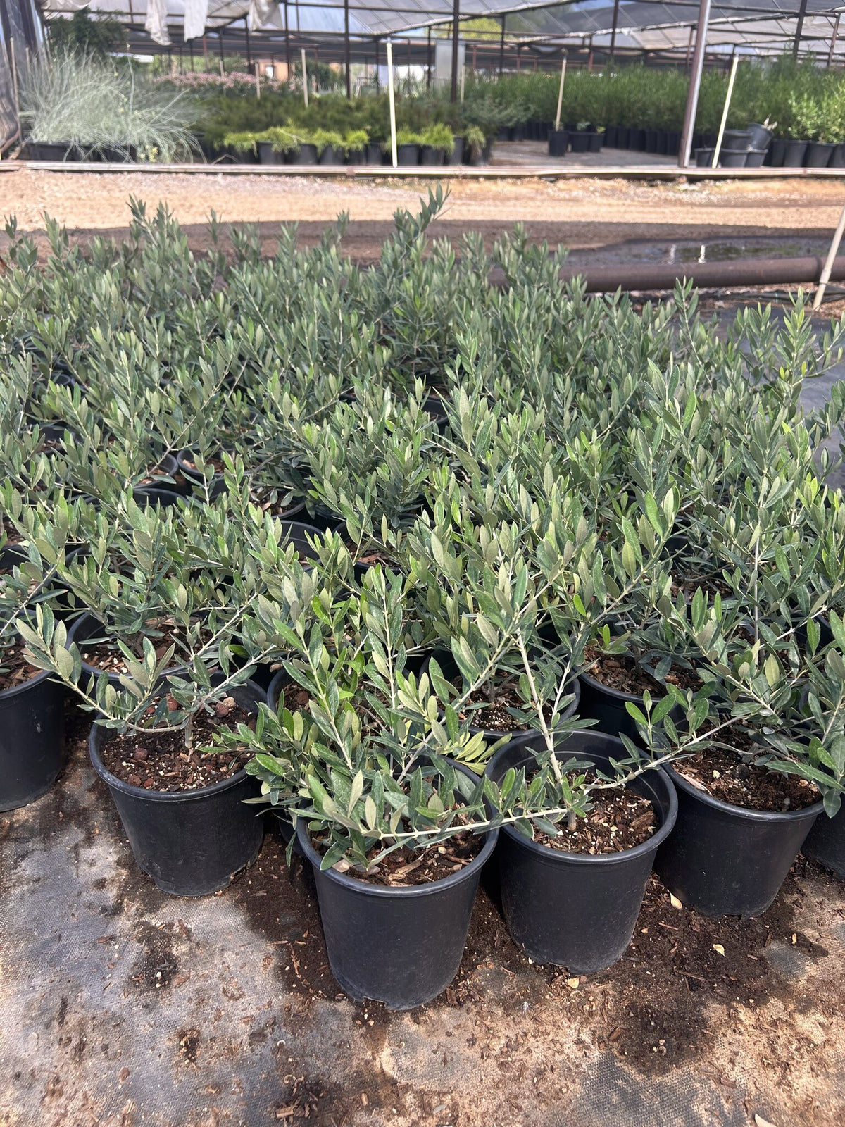Dwarf Olive 1 Gallon