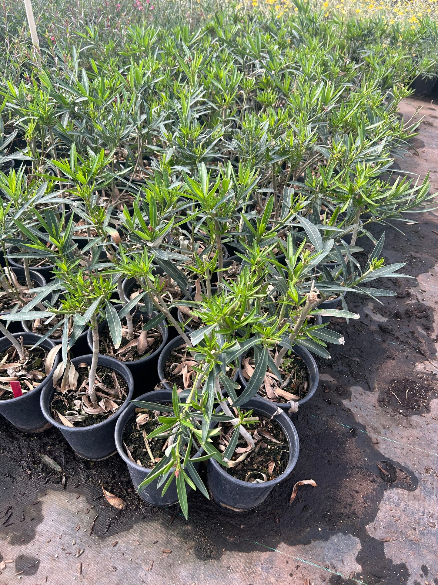 Dwarf Red Oleander