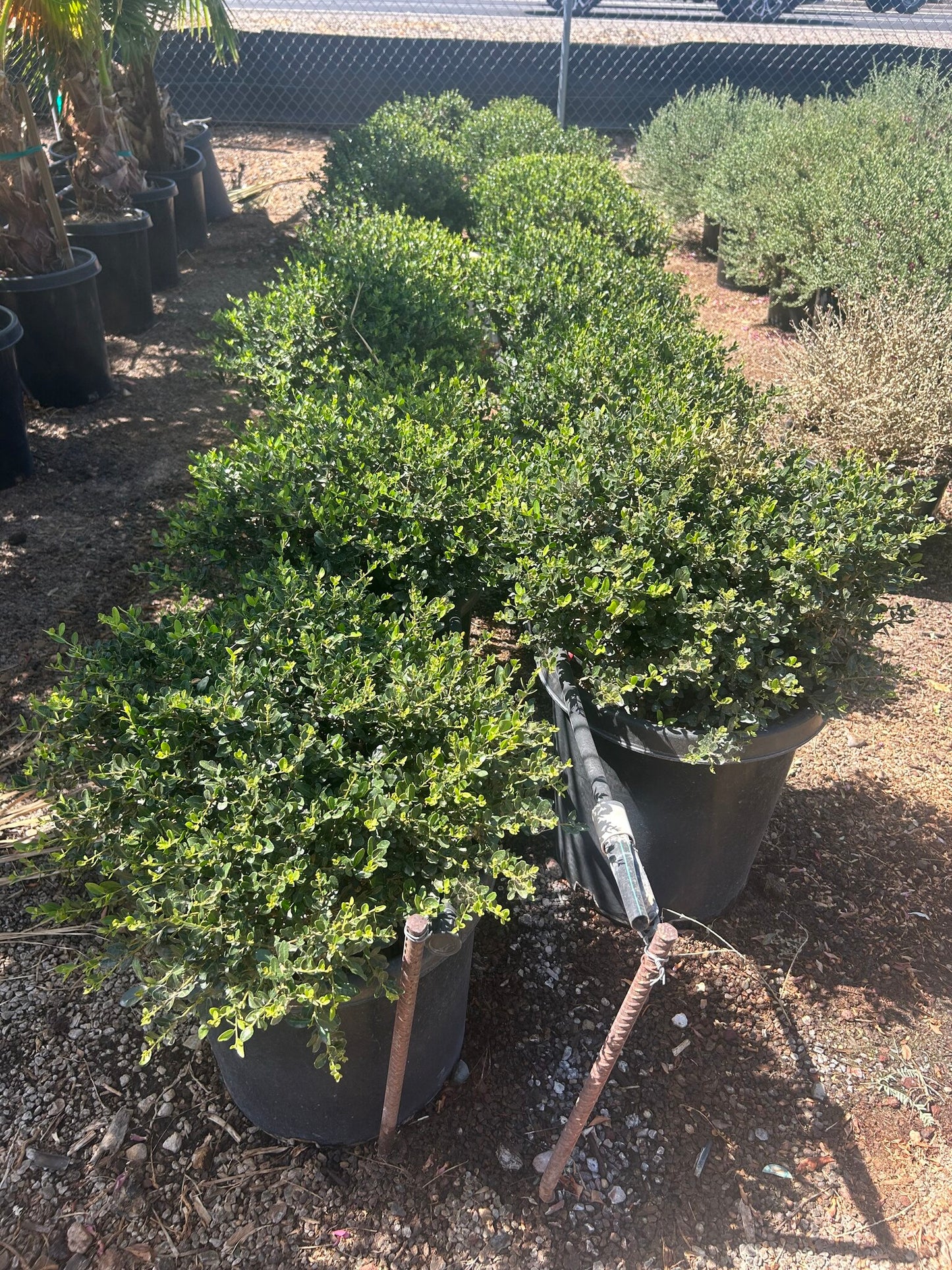 Dwarf Yaupon Holly