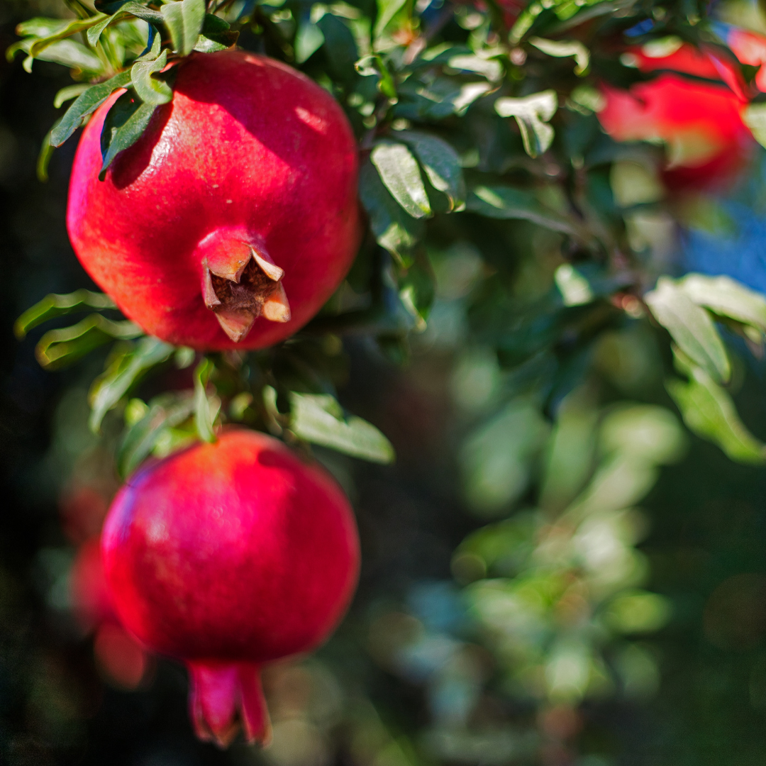 Edible Pomegranate Tree (Punica granatum) with ripe red fruit on branch — Phoenix, AZ