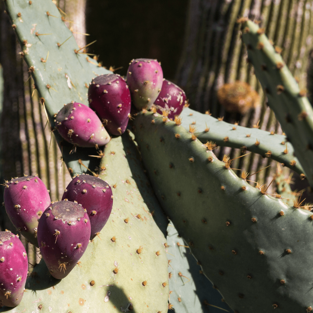 Engleman's Prickly Pear (Opuntia engelmannii) close-up of red-purple fruit on blue-green pads — Phoenix, AZ
