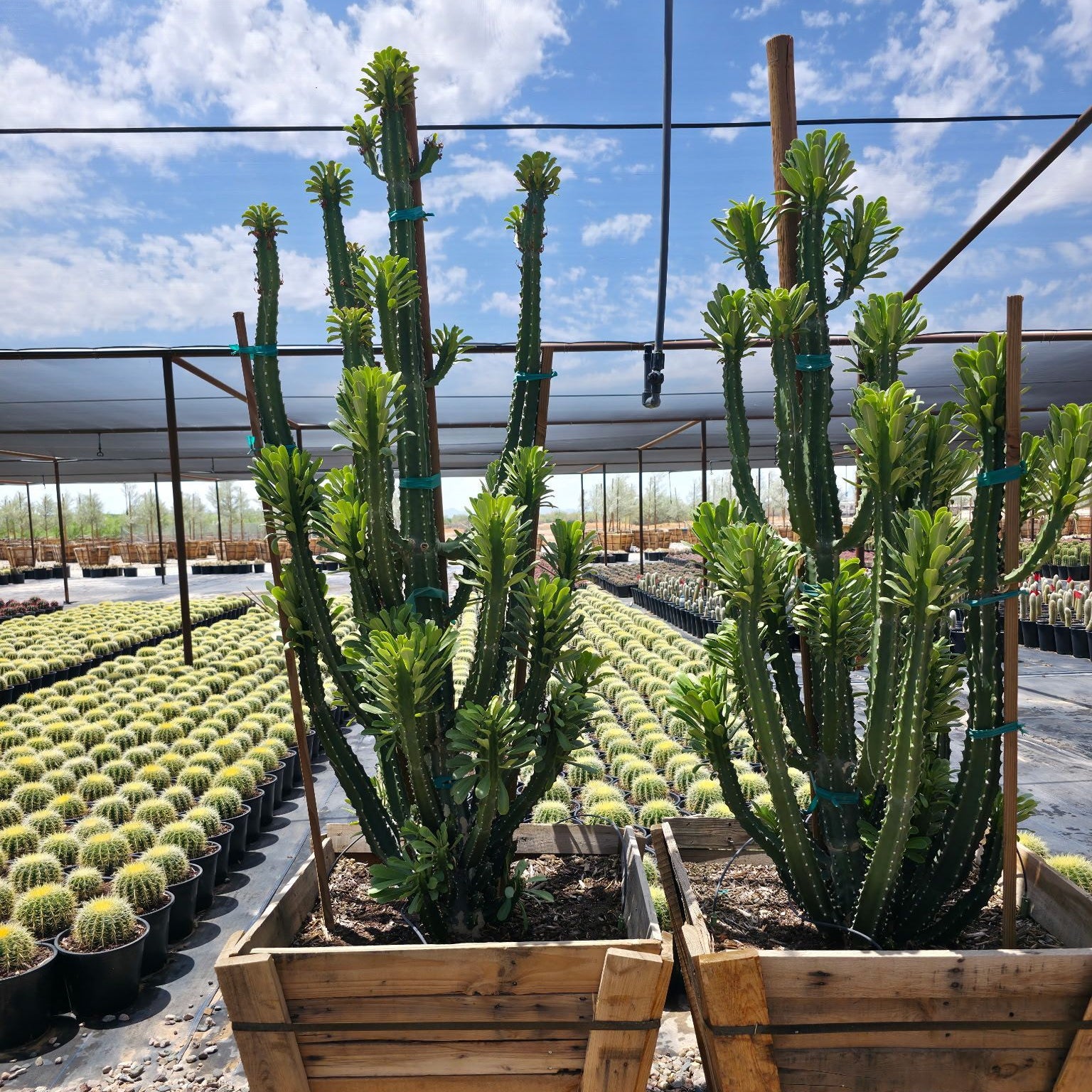 euphorbia succulents Buy Euphorbia royleana Phoenix, AZ | Royle's Spurge