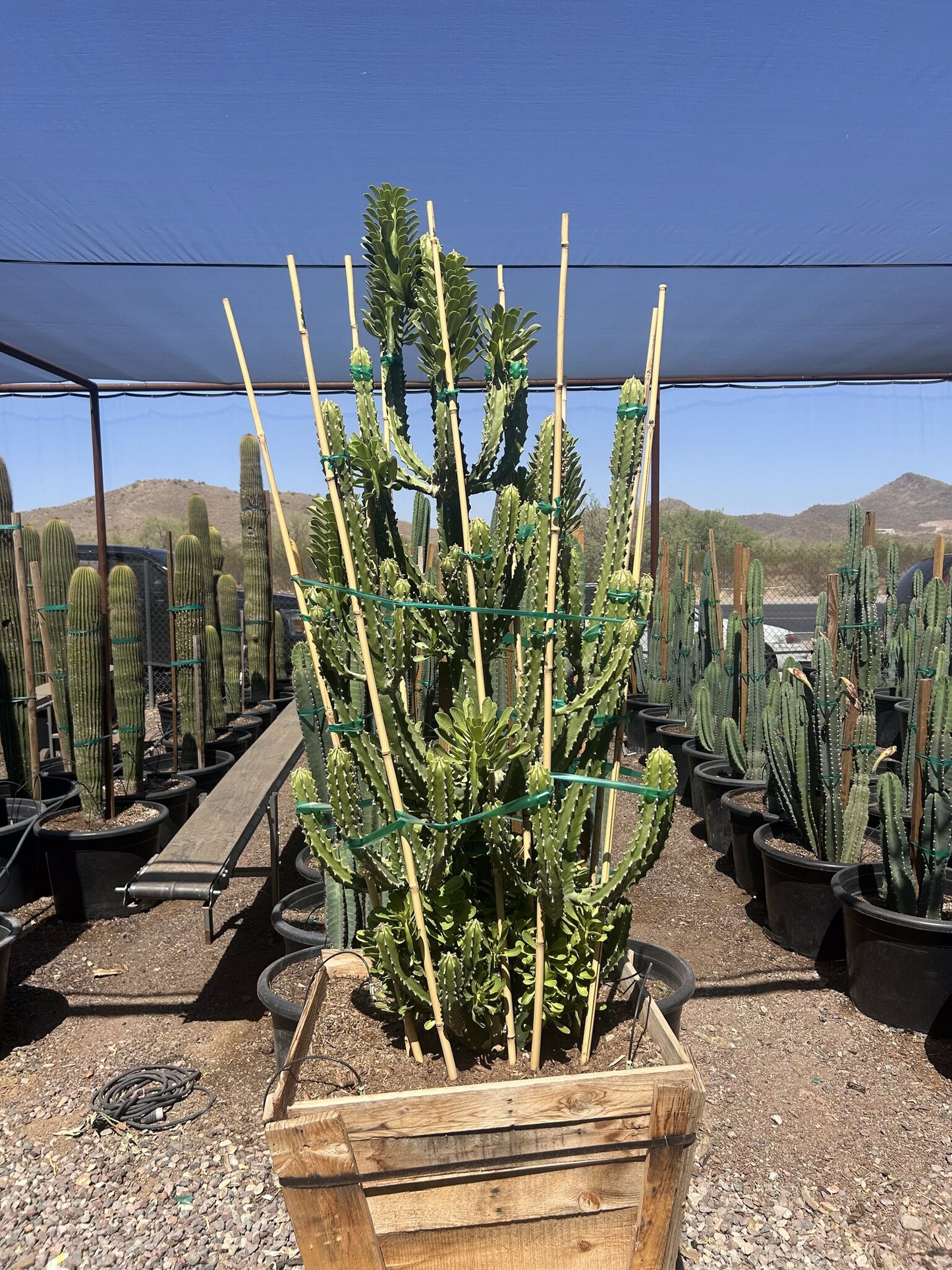 Euphorbia royleana - 30" Box