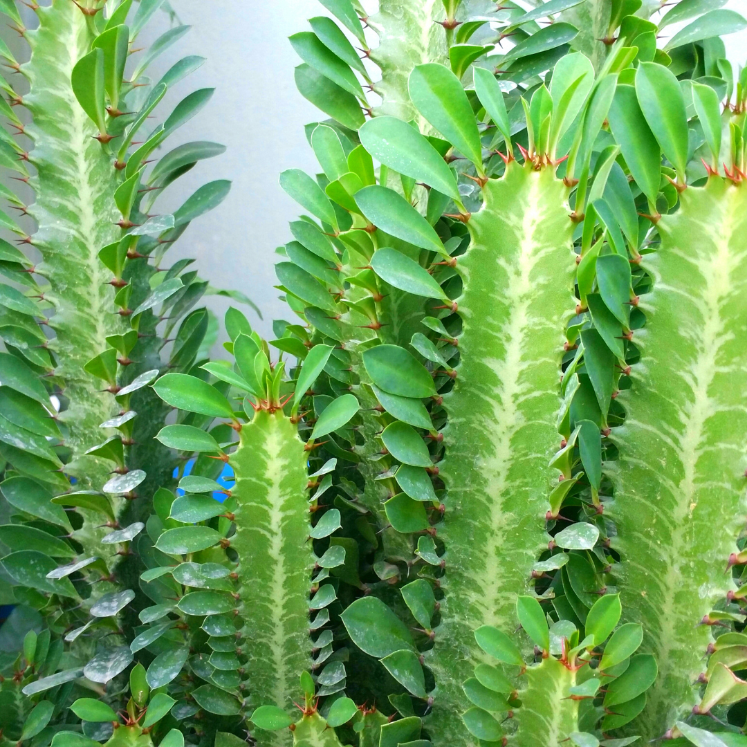 Euphorbia royleana