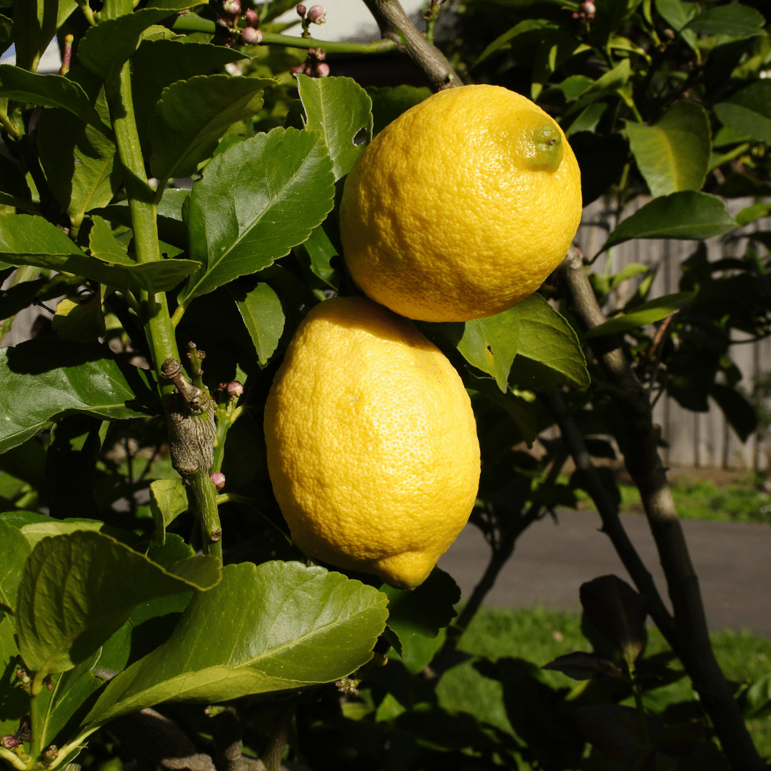 Eureka Lemon Tree (Citrus limon) with ripe yellow lemons on branch — Phoenix, AZ