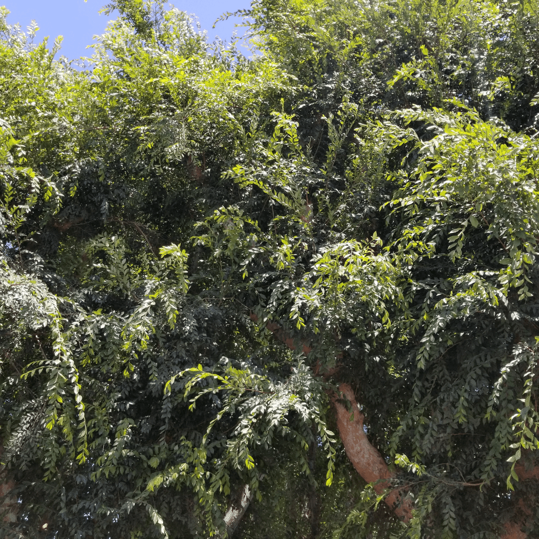 Evergreen Elm (Ulmus parvifolia) canopy closeup showing lacy green foliage and exfoliating bark — Phoenix, AZ