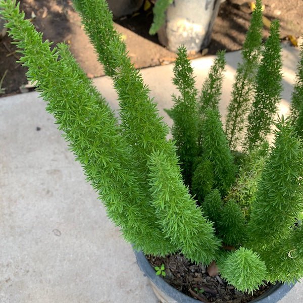 Foxtail Fern (Asparagus densiflorus Myers) upright plumes in nursery pot on concrete — Phoenix, AZ