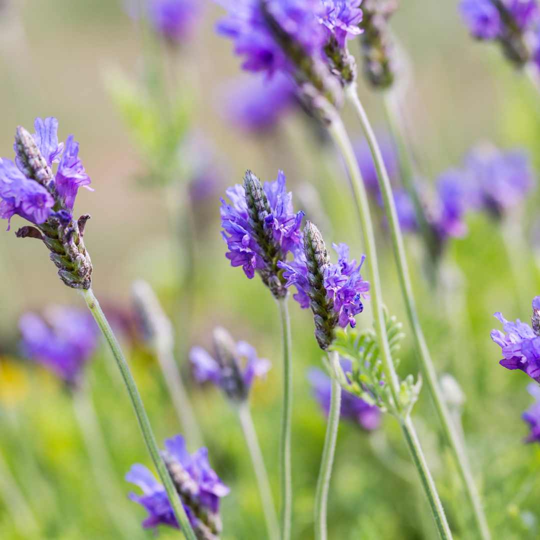 Fernleaf Lavender (Lavandula multifida) with blue-violet flower spikes in garden — Phoenix, AZ