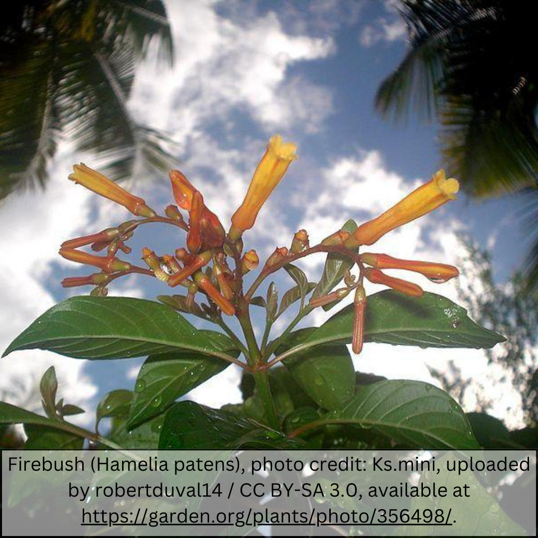 Firecracker Bush