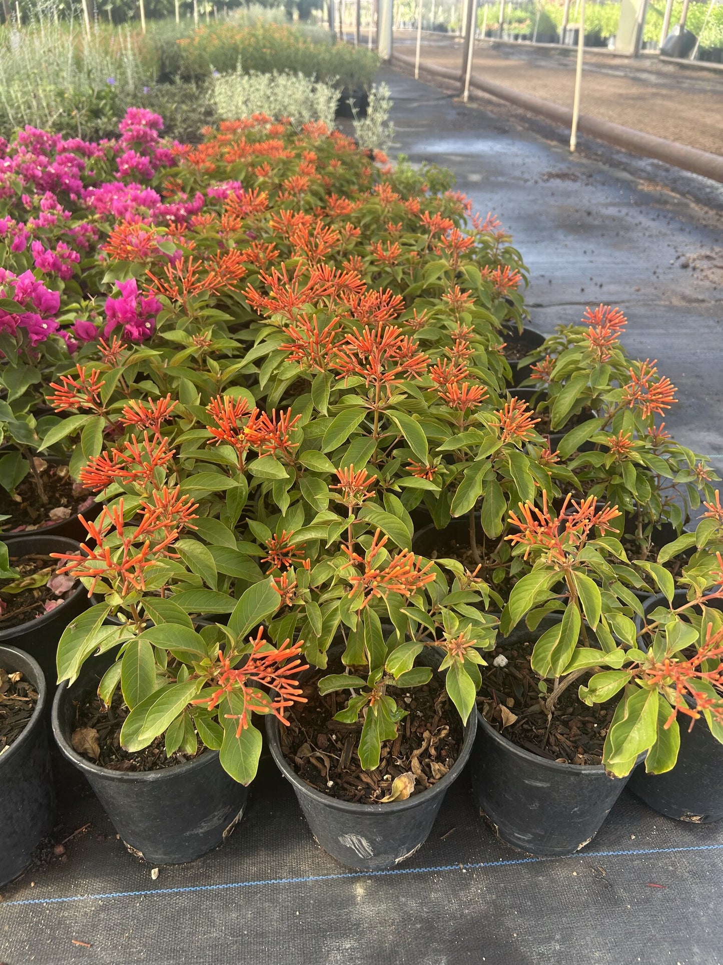Firecracker Bush red