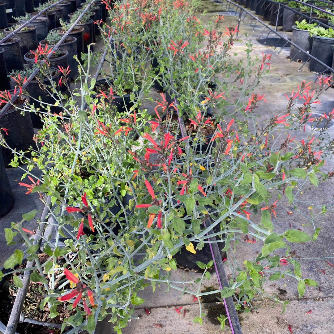 Flame Honeysuckle (Anisacanthus wrightii) in nursery pot with orange-red blooms — Phoenix, AZ