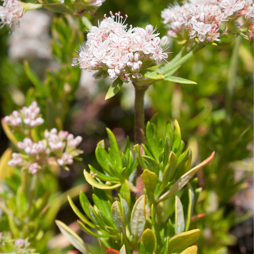 Flattop Buckwheat (Eriogonum fasciculatum) closeup of white-pink flower clusters with green foliage — Phoenix, AZ