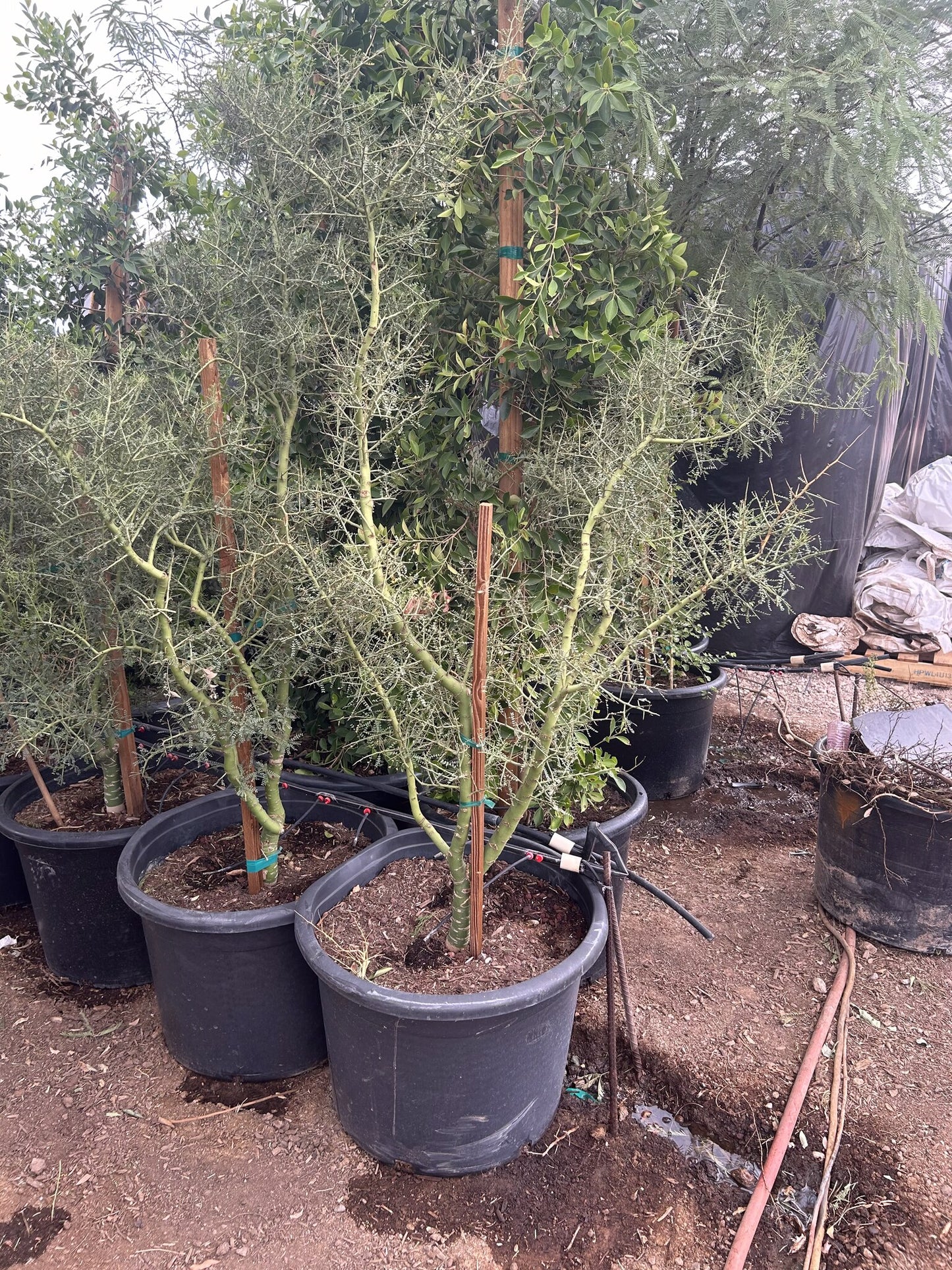 Foothill Palo Verde - 24"/25 Gallon