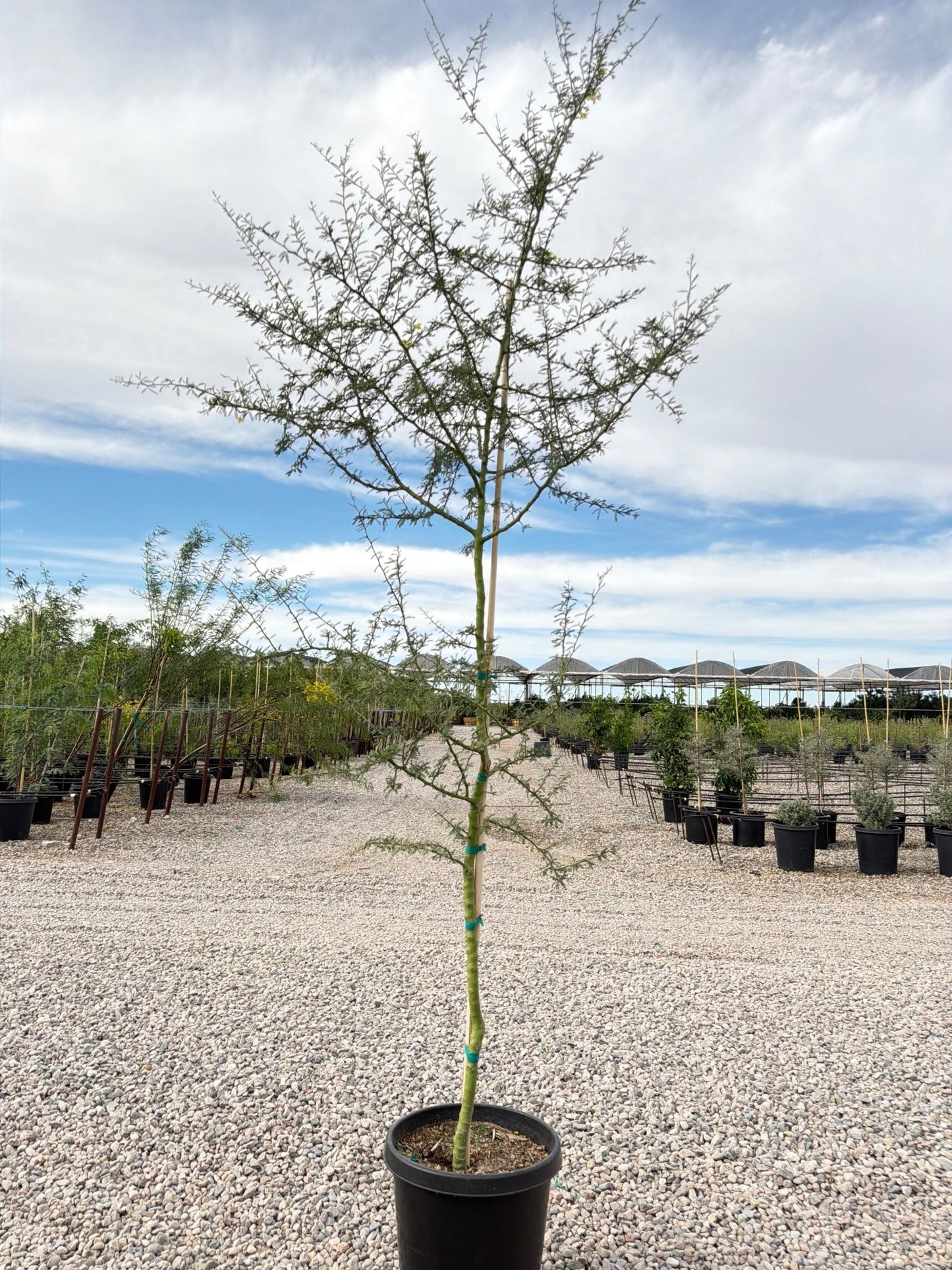 15 gallon Foothills Palo Brea Tree (Parkinsonia praecox) in nursery pot — Phoenix, AZ