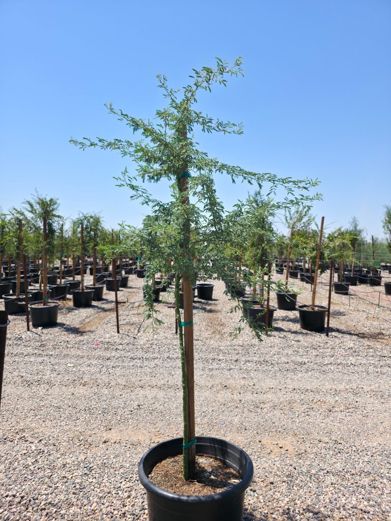 25 gallon Foothill Palo Brea CCF (Parkinsonia praecox) in nursery pot showing crown canopy form structure — Phoenix, AZ