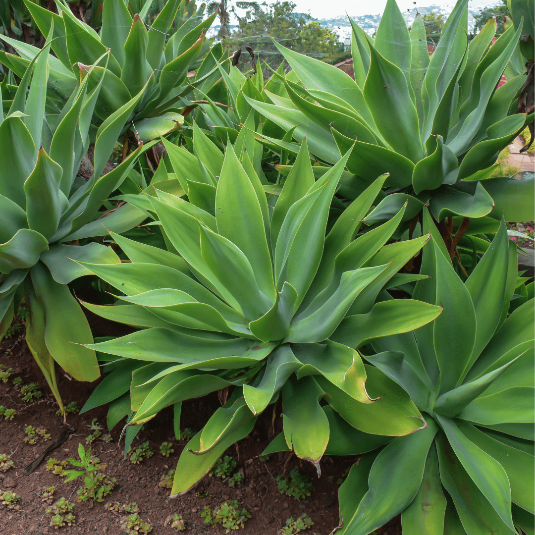 Foxtail Agave (Agave attenuata) green rosettes in desert landscape bed — Phoenix, AZ