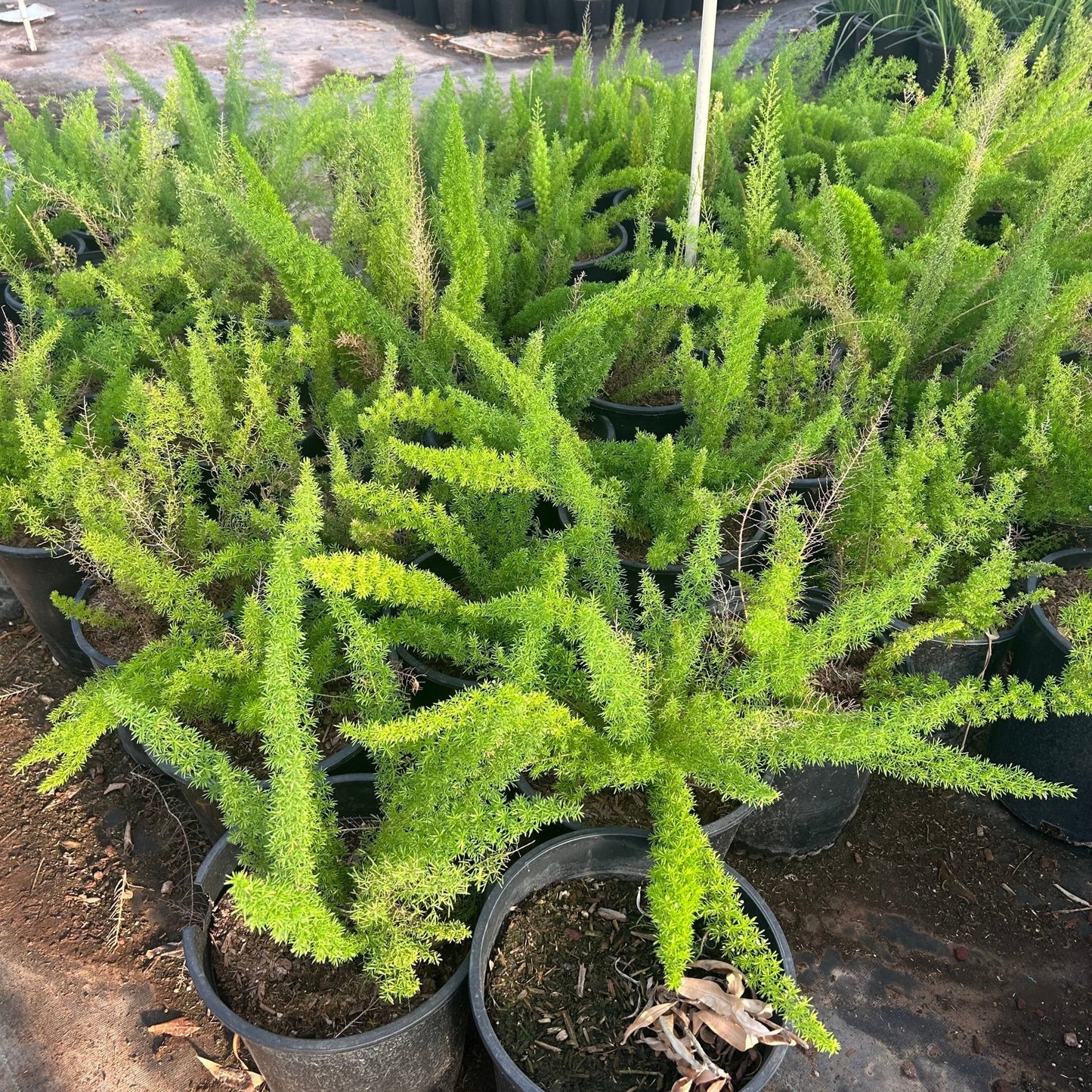 5 gallon Foxtail Fern (Asparagus densiflorus 'Myersii') in nursery pot — Phoenix, AZ