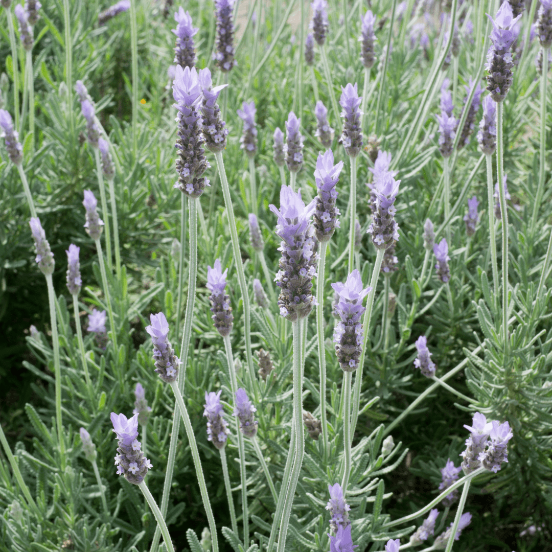 French Lavender (Lavandula stoechas) with purple rabbit-ear flower bracts — Phoenix, AZ