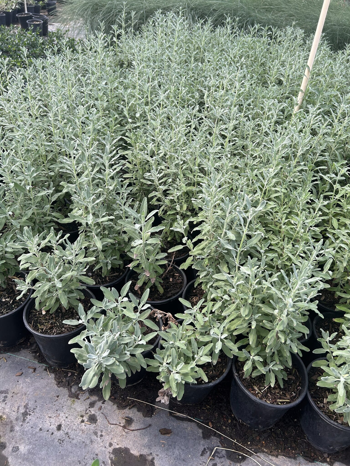 French Lavender compact gray green mound covered in purple flower spikes