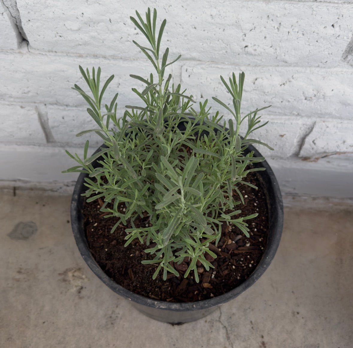 lavender tree in arizona Buy Spanish Lavender Phoenix, AZ | Lavandula stoechas