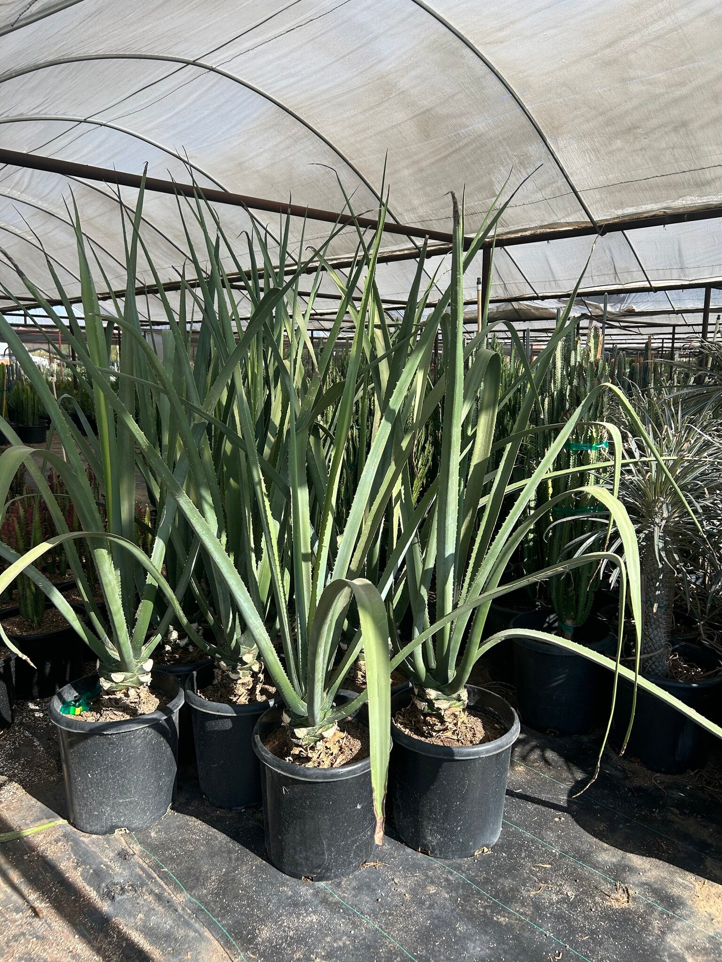 Furcraea macdougalii