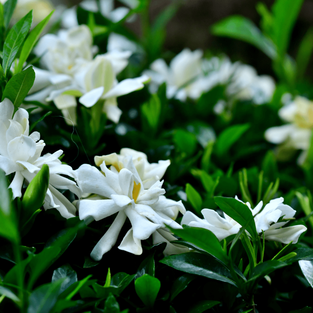 Gardenia (Gardenia jasminoides) white blooms close-up with glossy green foliage — Phoenix, AZ