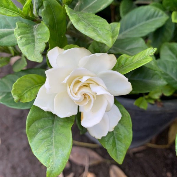 Gardenia (Gardenia jasminoides) single white bloom in nursery pot — Phoenix, AZ