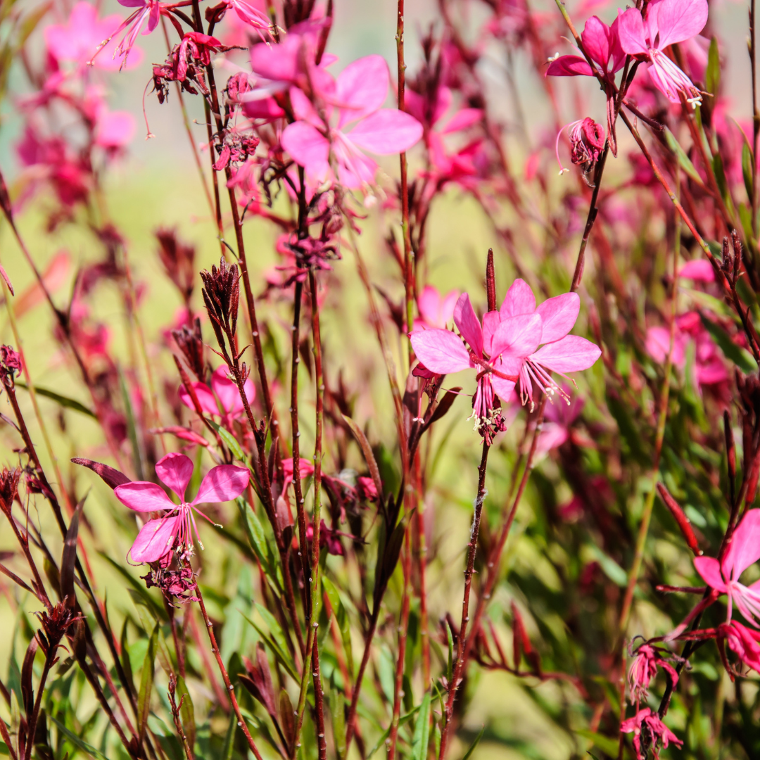 Gaura Pink (Lindheimera) perennial with airy wands of delicate pink flowers swaying in Phoenix garden landscape