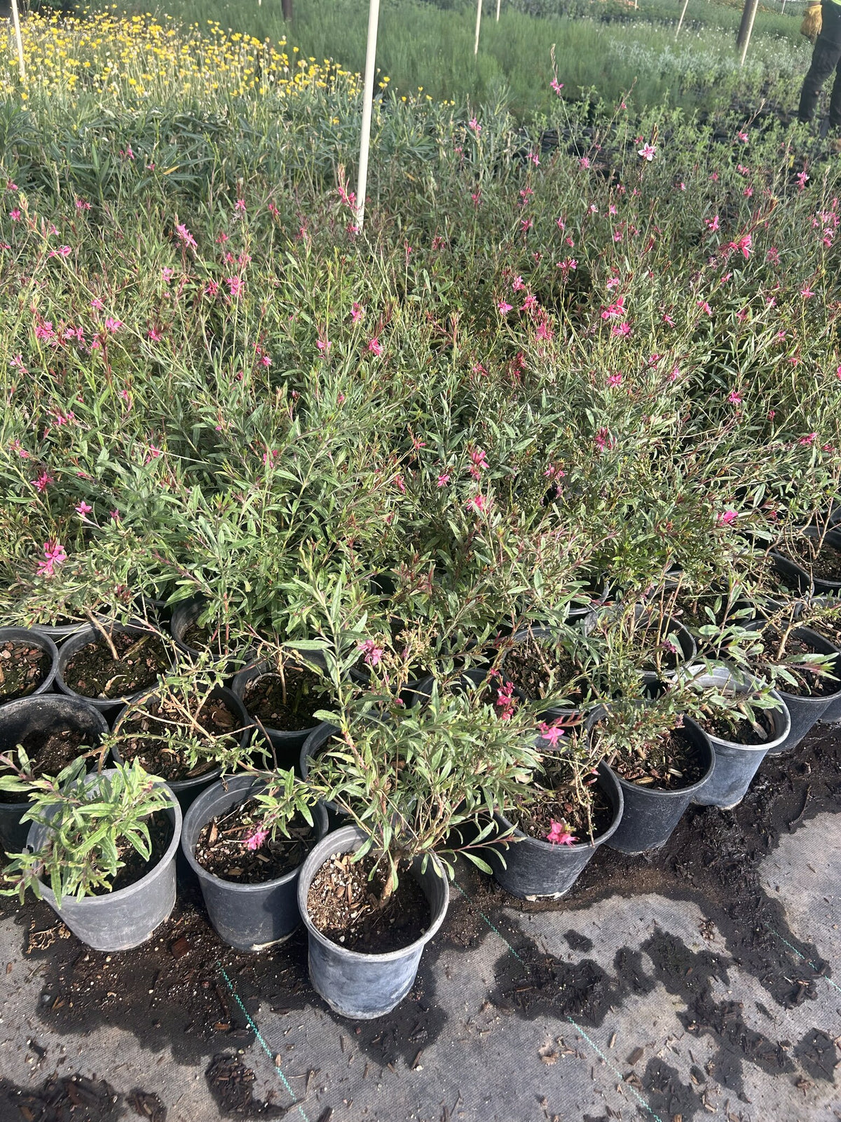 Gaura Pink with slender wands of delicate pink flowers swaying above narrow foliage