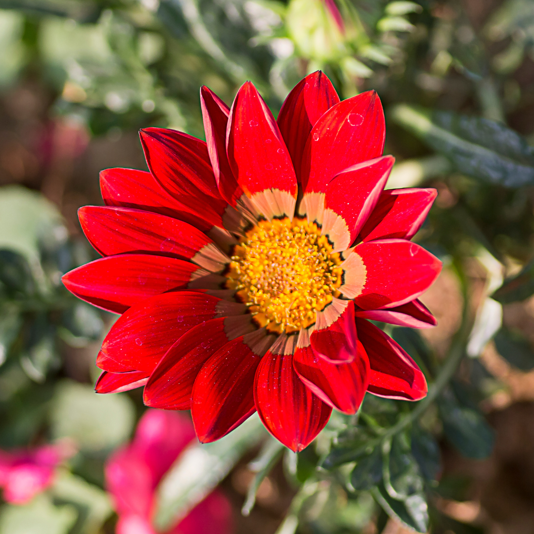 Red Gazania (Gazania rigens) flower close-up with vibrant red petals and yellow center — Phoenix, AZ