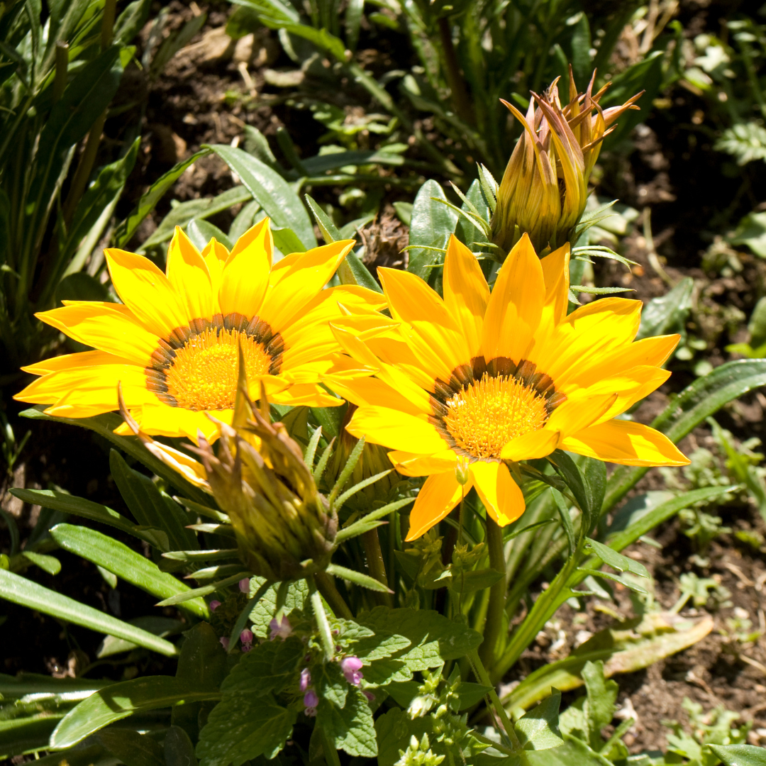 Yellow Gazania (Gazania rigens) bright yellow daisy-like flowers close-up — Phoenix, AZ