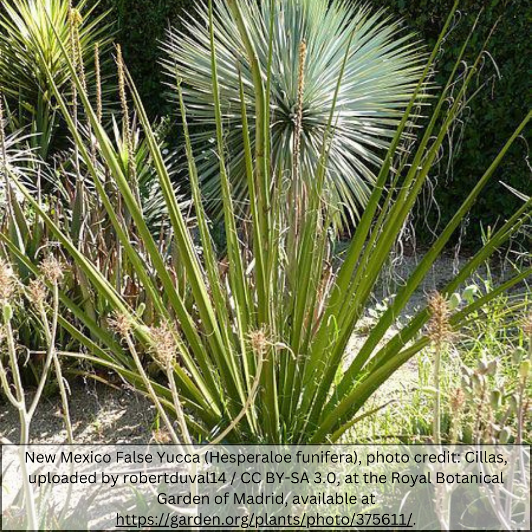 Giant Hesperaloe with stiff upright green foliage forming a bold clump in a desert bed