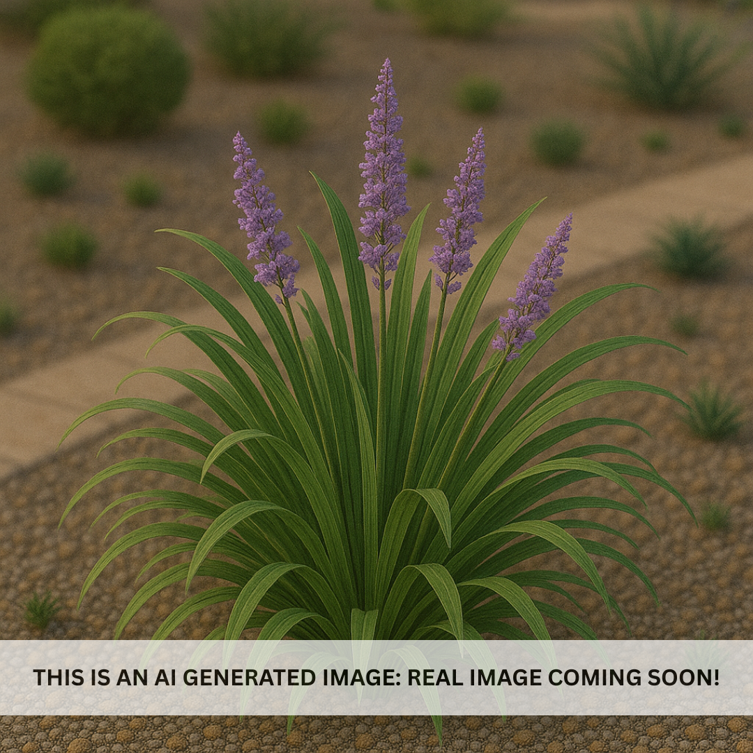 Giant Lily Turf