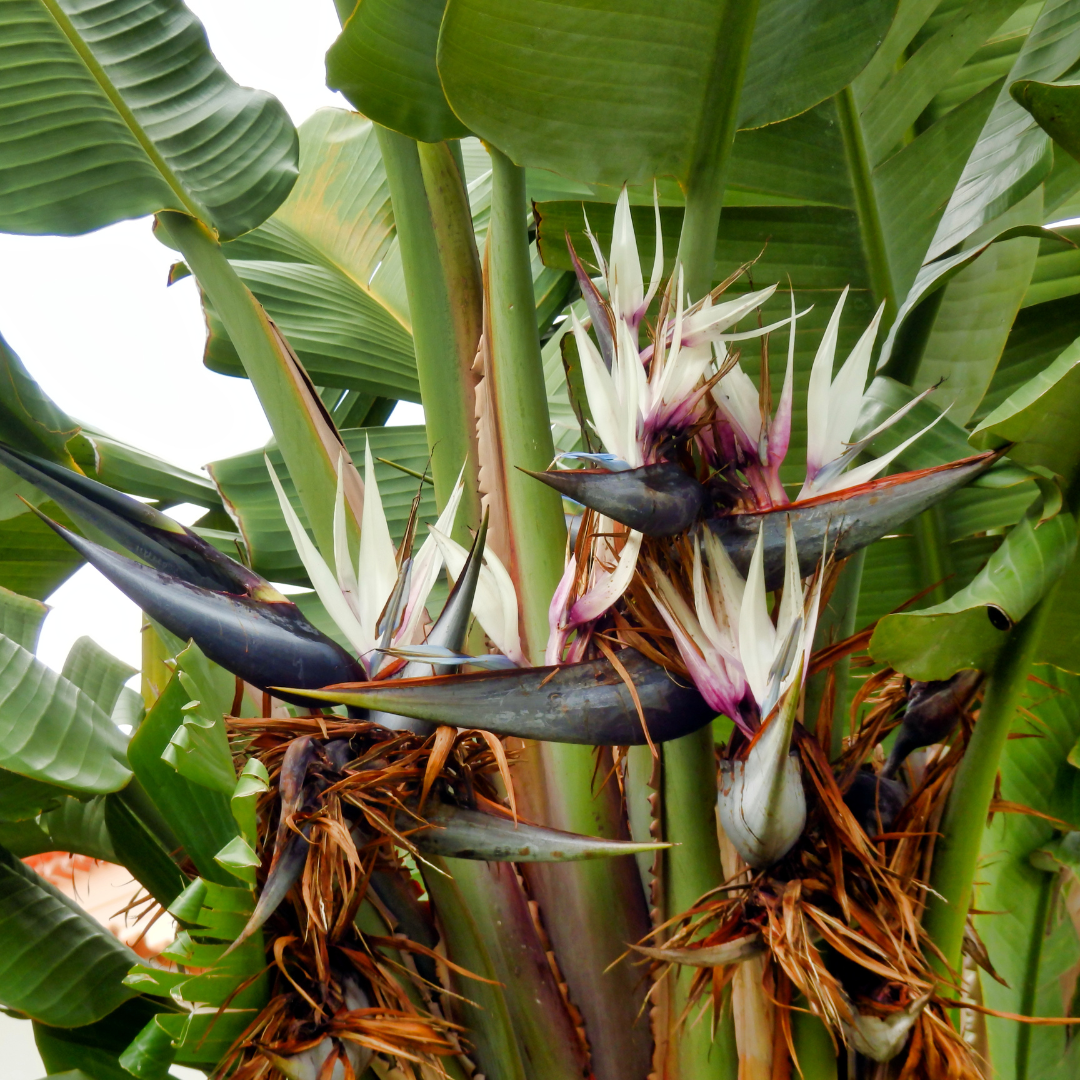 Giant Tropical Bird of Paradise (Strelitzia nicolai) with large paddle leaves at Three Timbers nursery — Phoenix, AZ