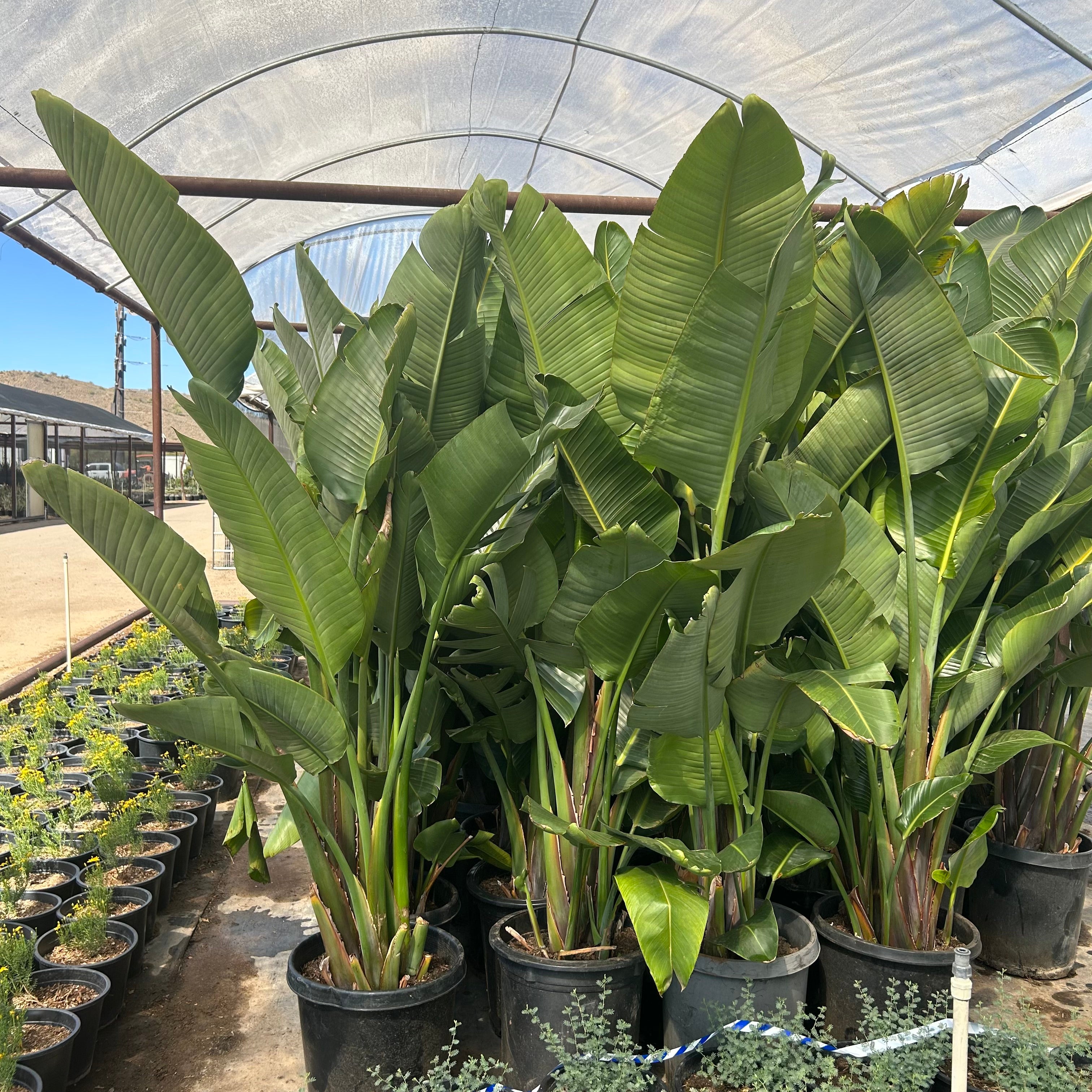Buy Giant Bird of Paradise Phoenix, AZ | Strelitzia