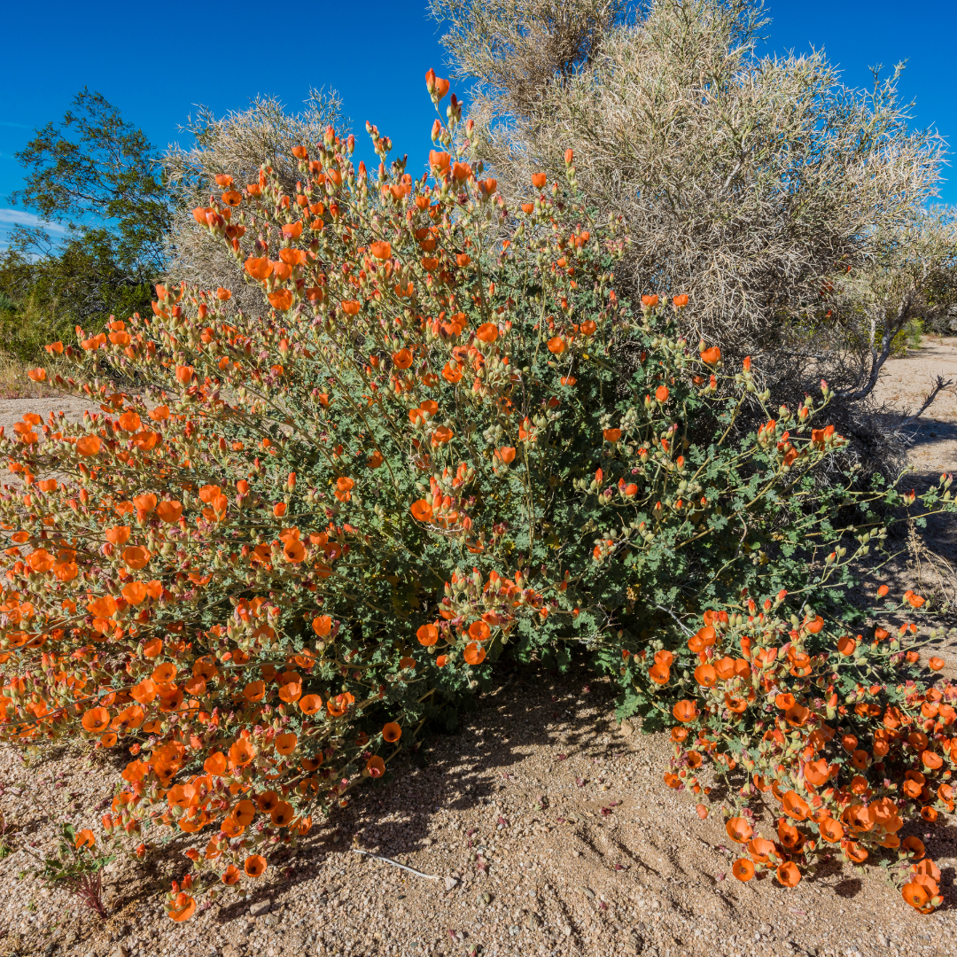 Globemallow (Sphaeralcea) large orange-blooming bush in desert landscape — Phoenix, AZ
