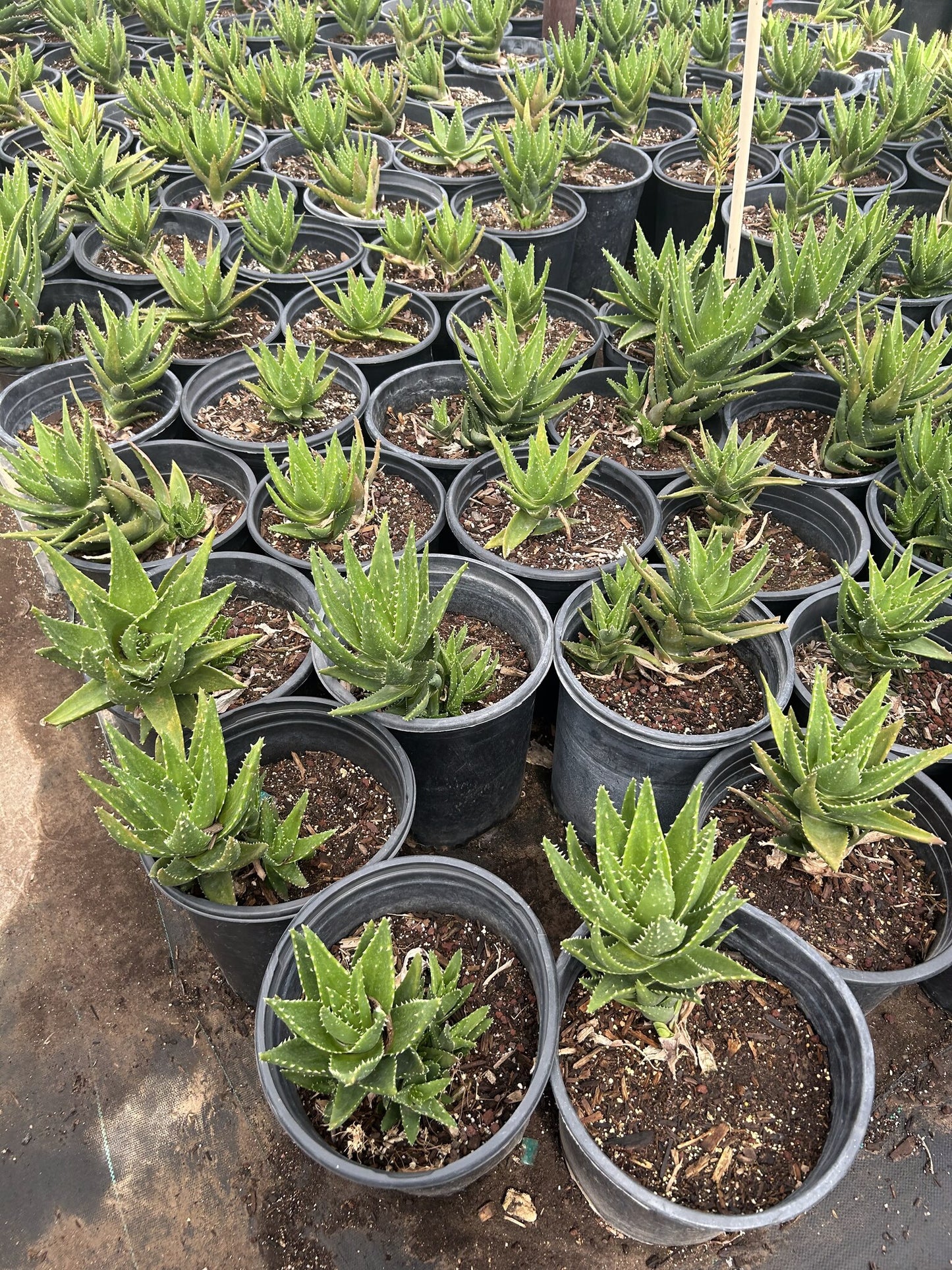 Gold Tooth Aloe