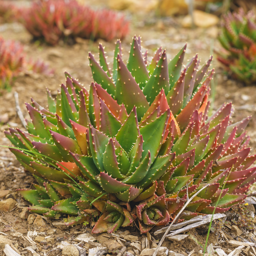 Golden-Tooth Aloe (Aloe nobilis) rosette with golden-edged leaves — Phoenix, AZ