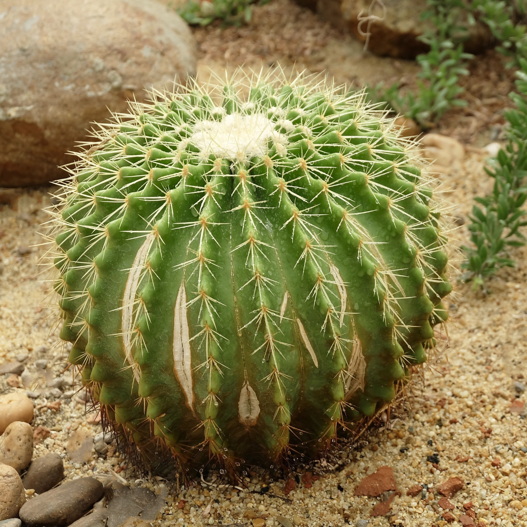 Golden Barrel - Bareroot