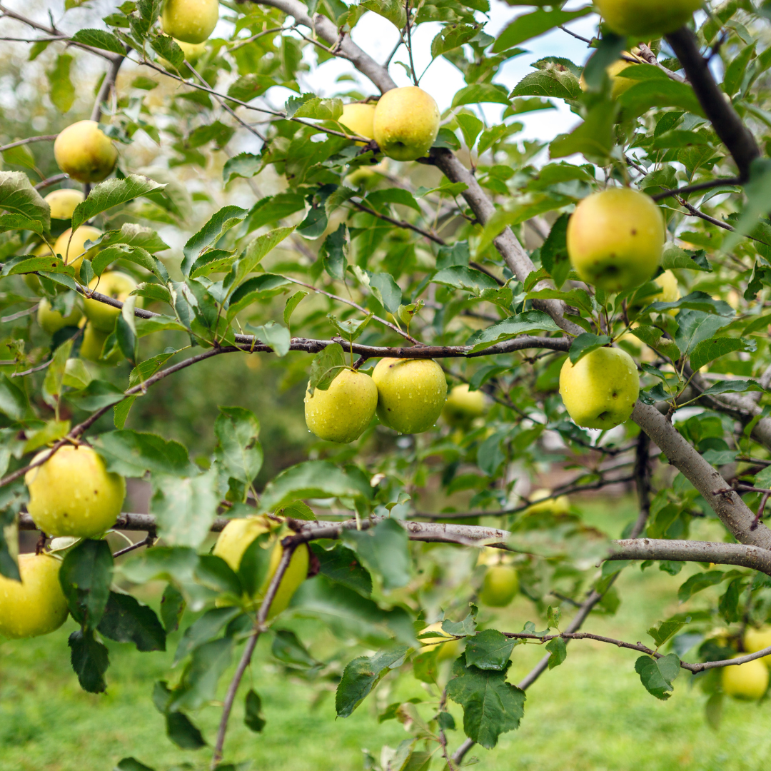 Golden Dorsett Apple Tree (Malus domestica) with ripe golden fruit on branches — Phoenix, AZ