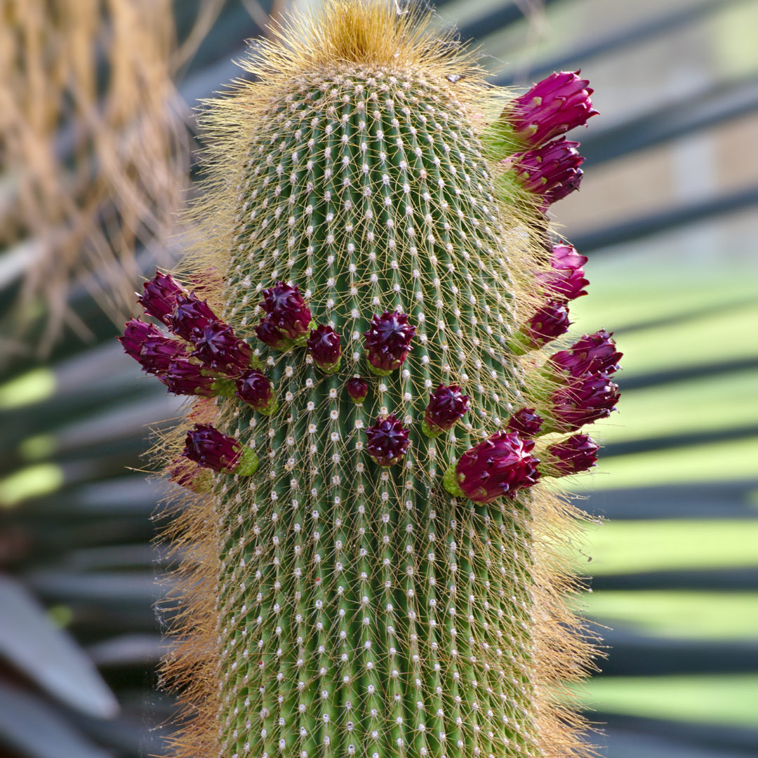 Golden Saguaro