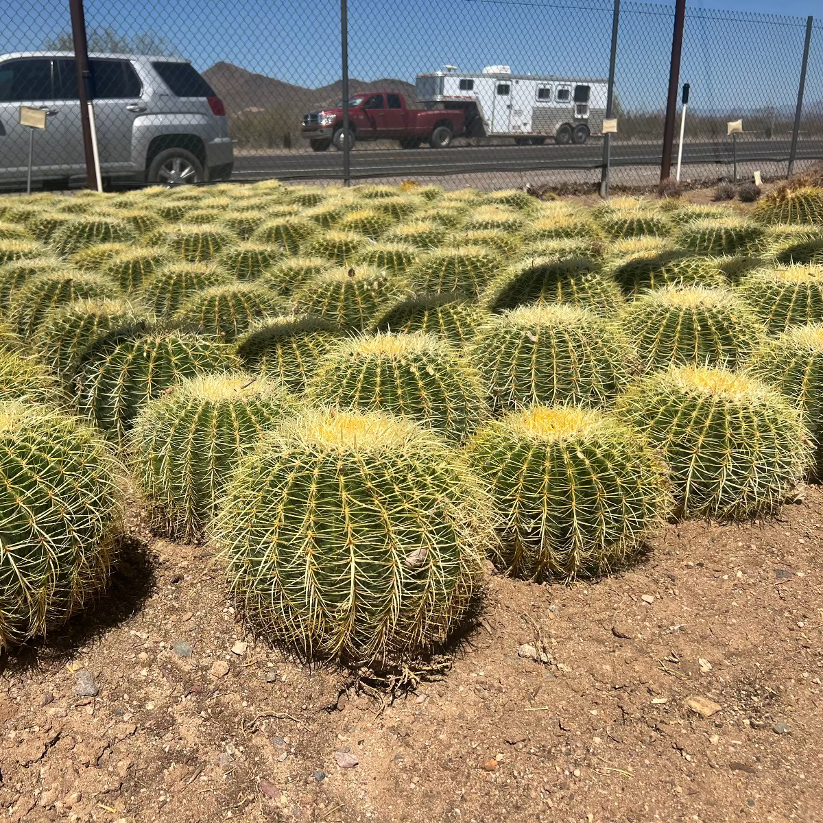 Buy Golden Barrel Cactus Phoenix, AZ | Echinocactus grusonii