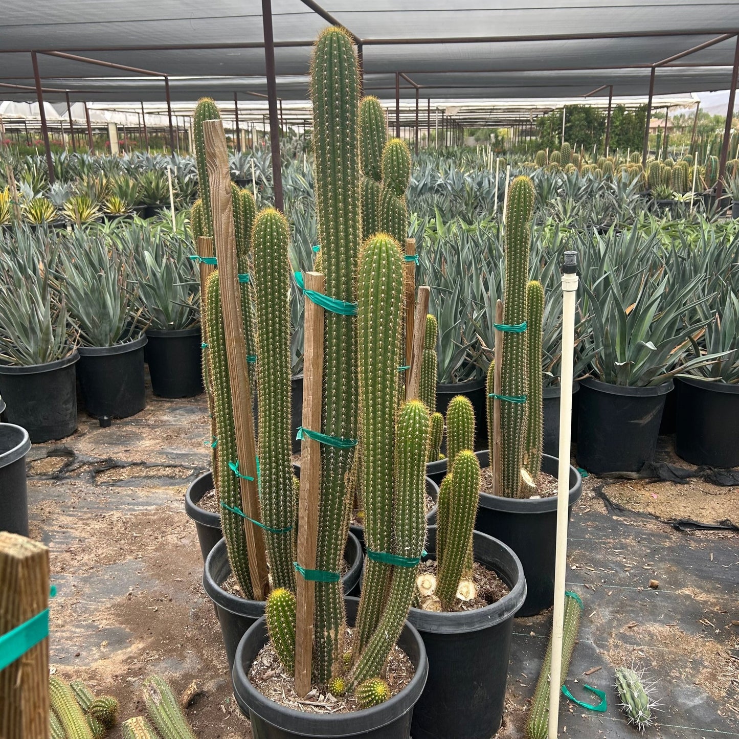 15 gallon Golden Torch cactus (Trichocereus spachianus) in nursery pot — Phoenix, AZ