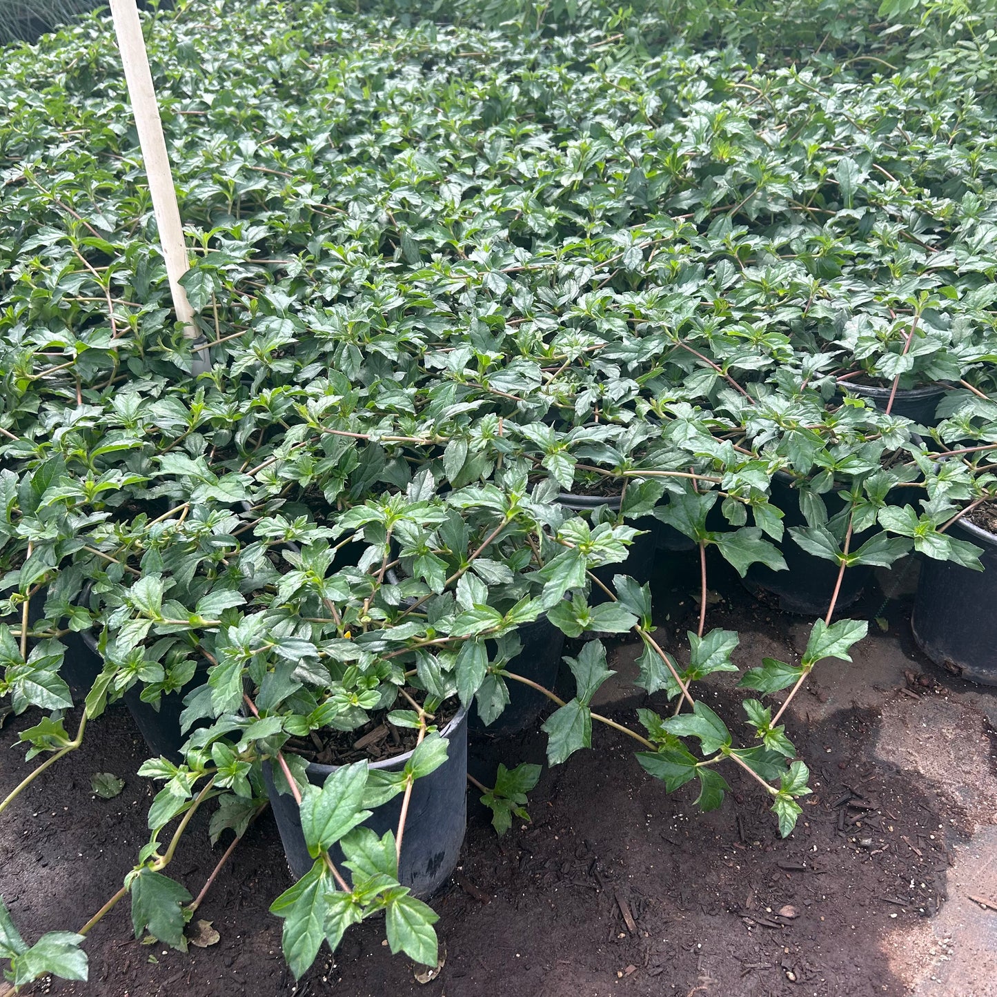 1 gallon Goldeneye (Viguiera deltoidea) in nursery pot — Phoenix, AZ